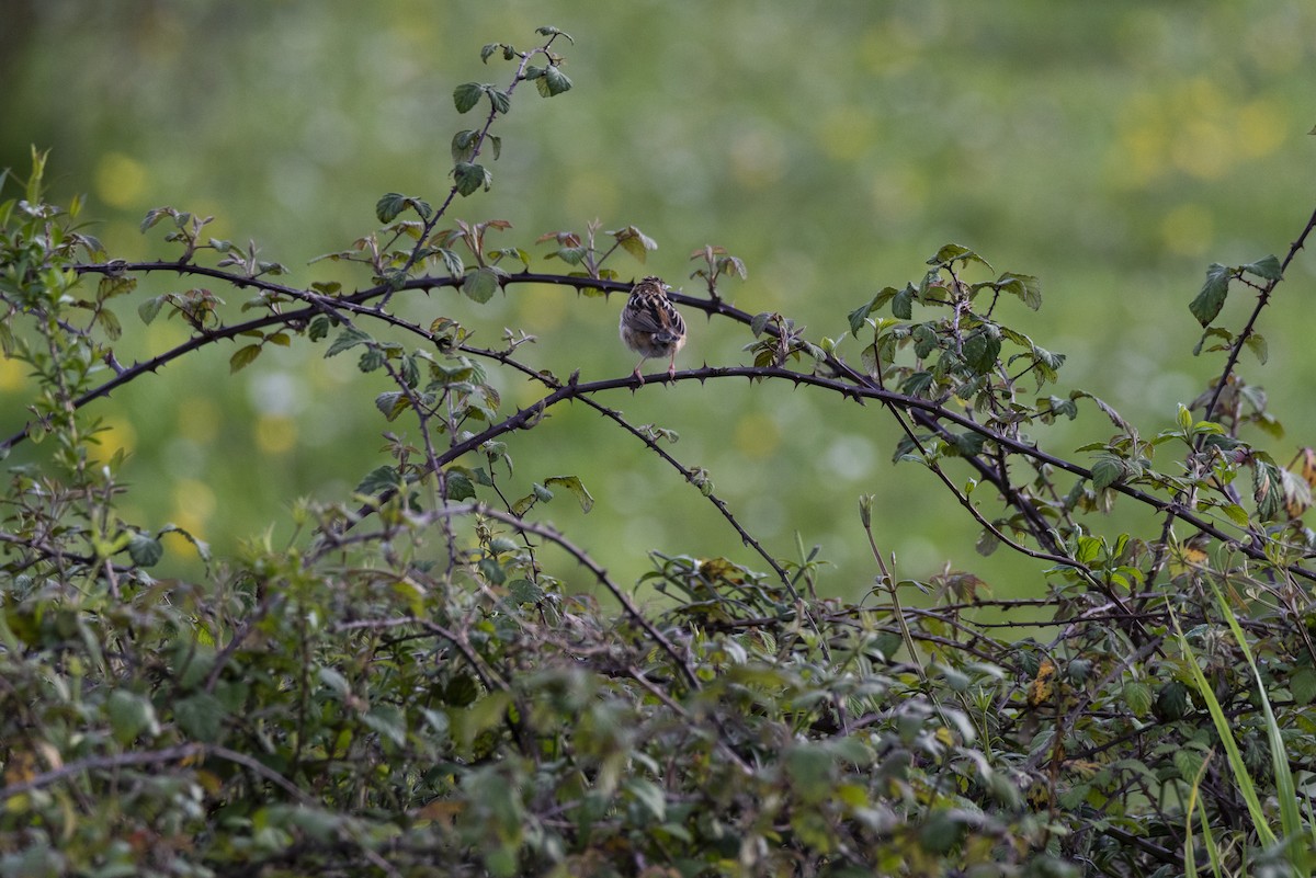 Zitting Cisticola - ML617100198