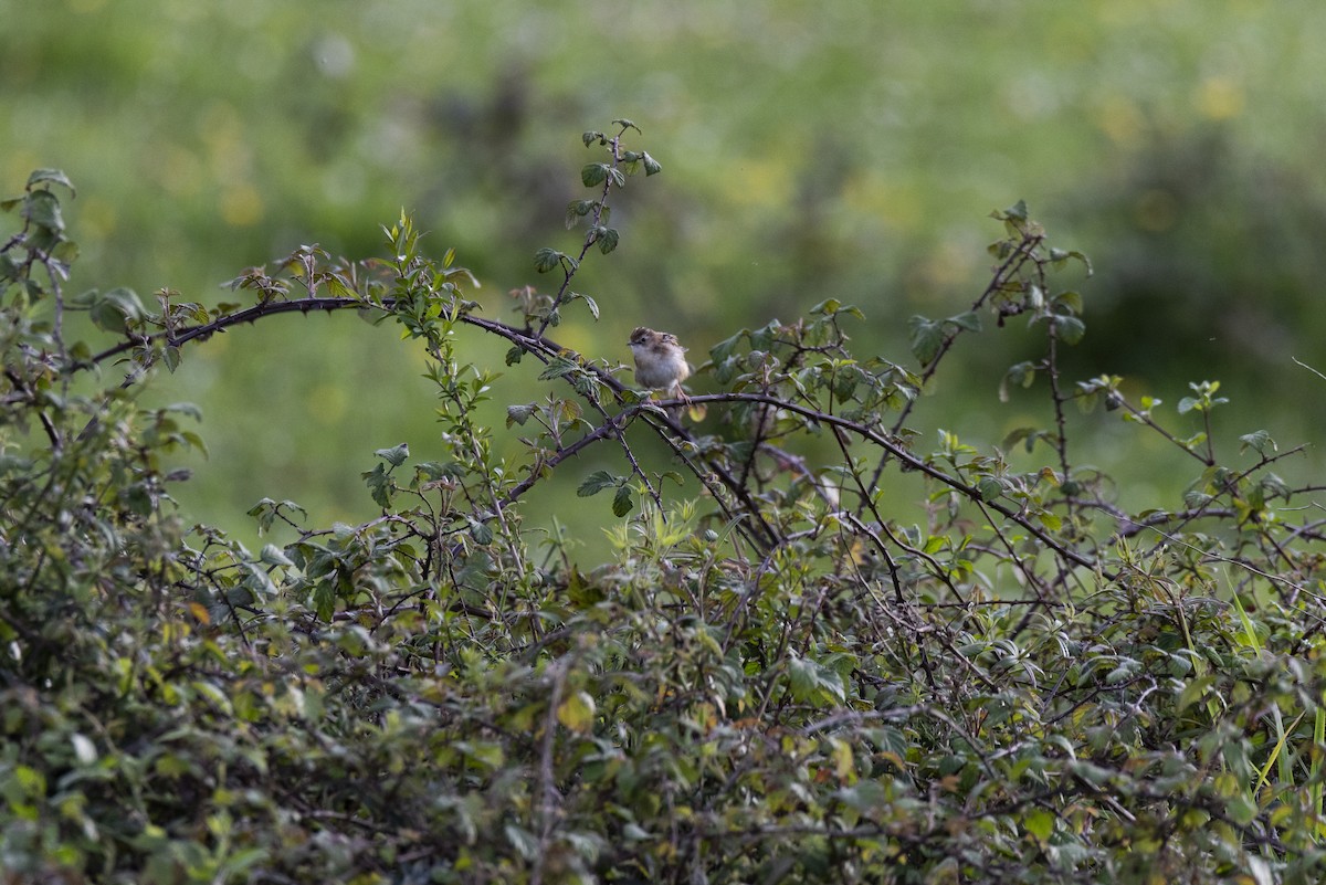 Zitting Cisticola - ML617100199