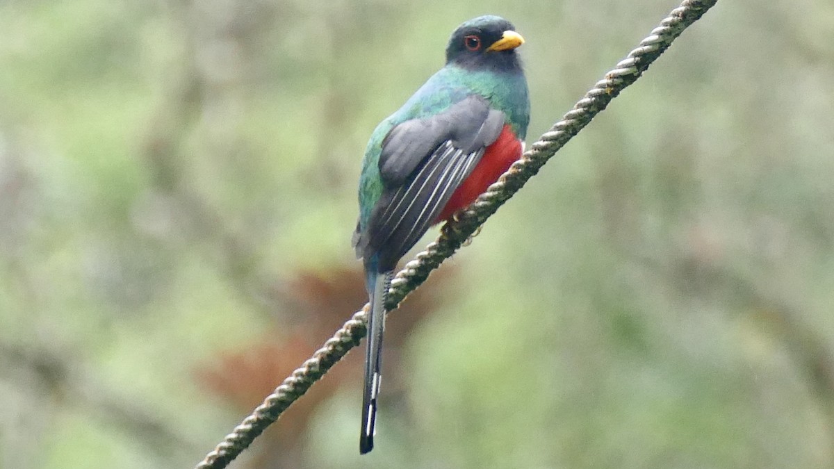 Masked Trogon - ML617100207