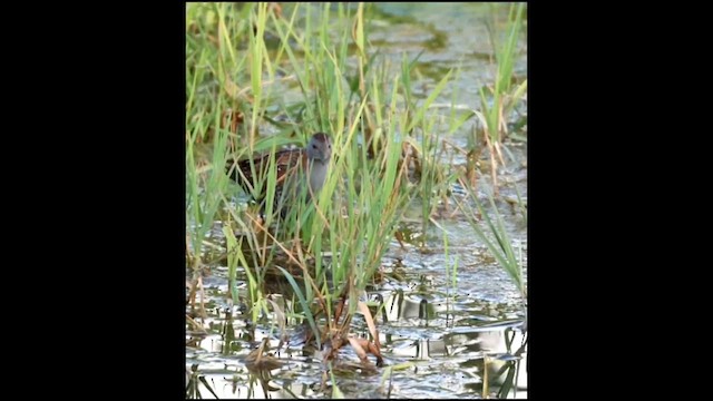 Baillon's Crake - ML617100277