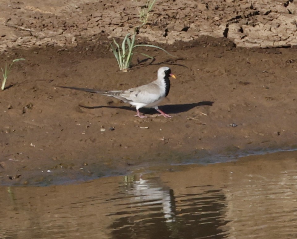 Namaqua Dove - Dave Powell