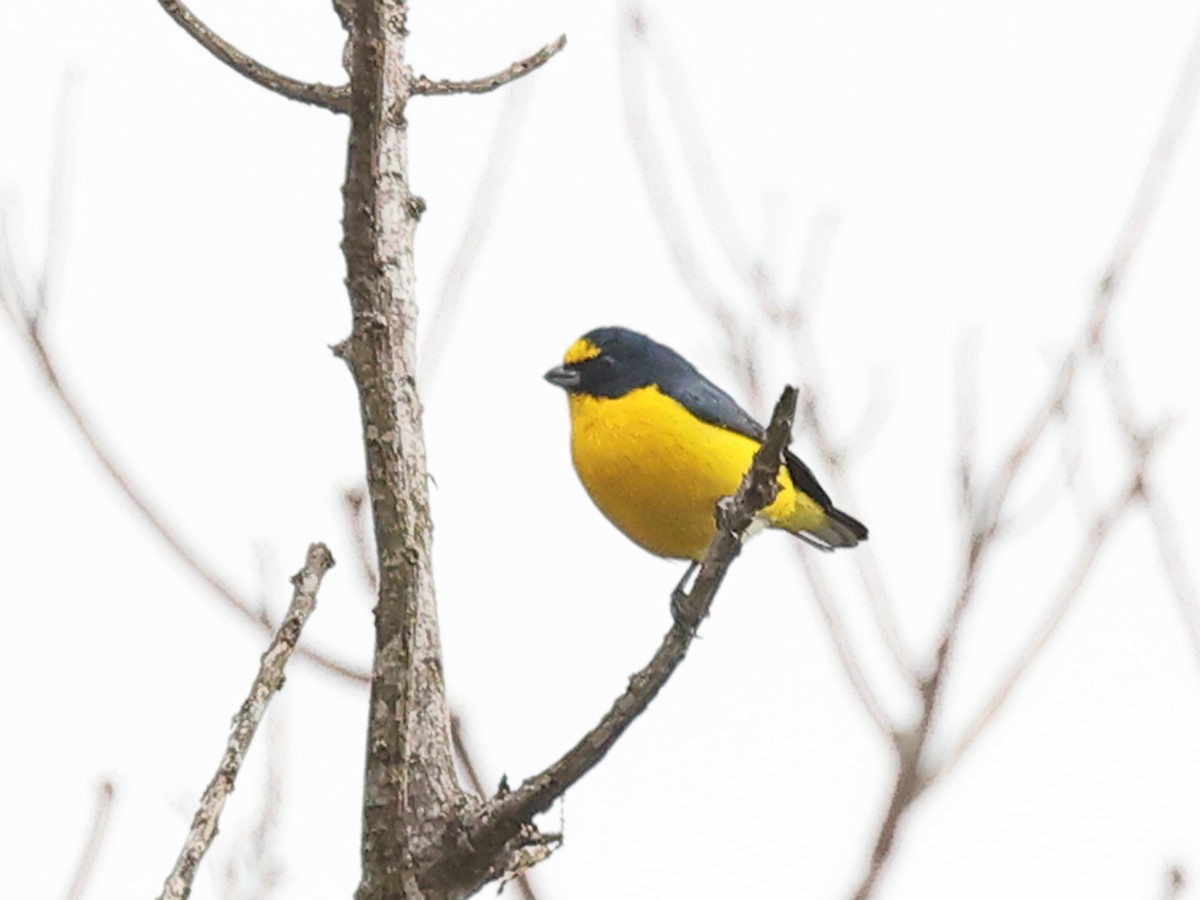 Yellow-throated Euphonia - Myles McNally