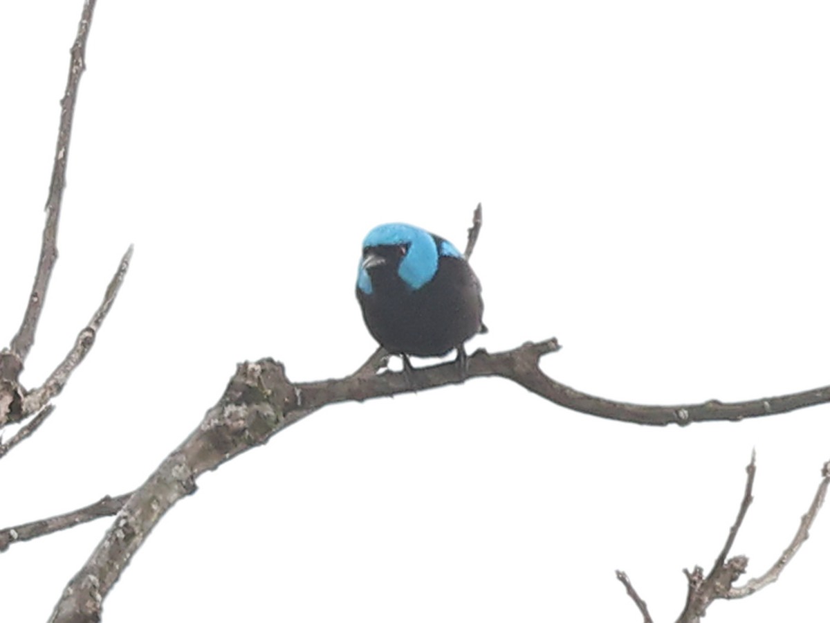 Scarlet-thighed Dacnis - ML617100316