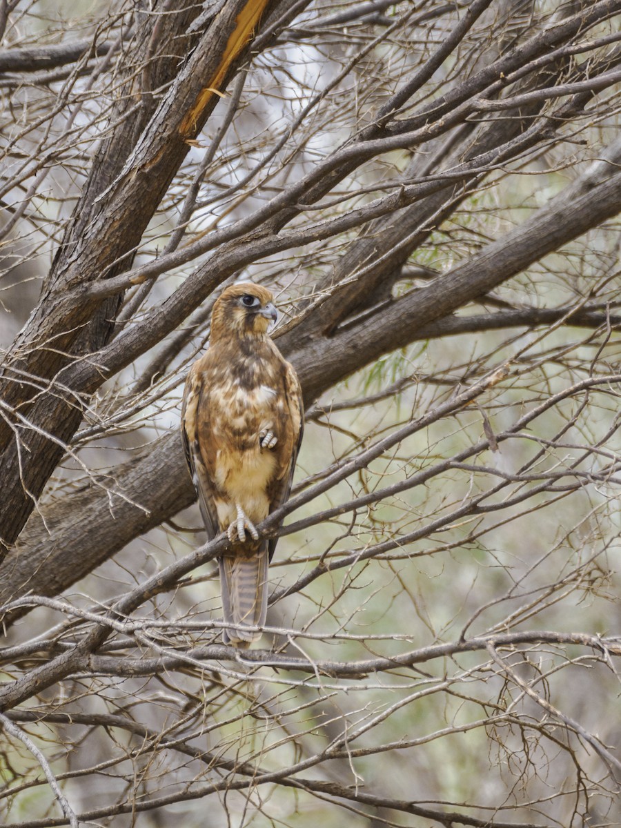 Brown Falcon - ML617100334