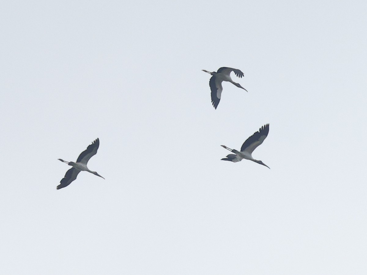 Wood Stork - ML617100336