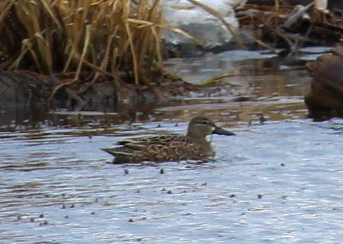 Blue-winged Teal - ML617100338