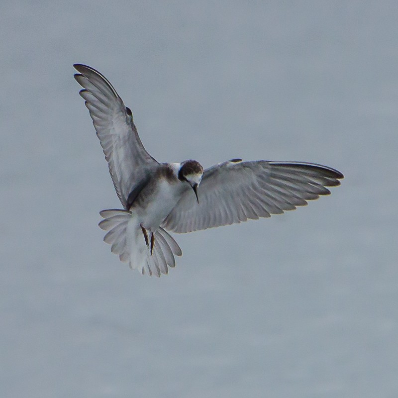 Black Tern (American) - ML617100366