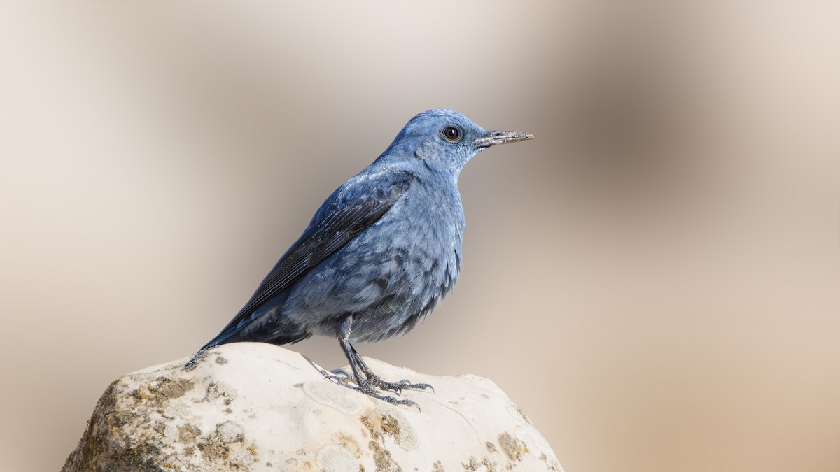 Blue Rock-Thrush - SONER SABIRLI