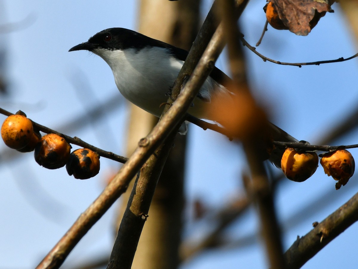 Black-backed Sibia - ML617100404