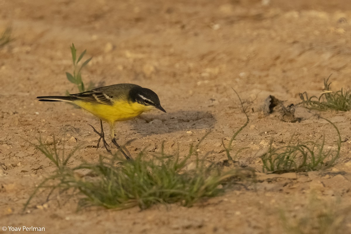 Western Yellow Wagtail (superciliaris-type intergrade) - ML617100432