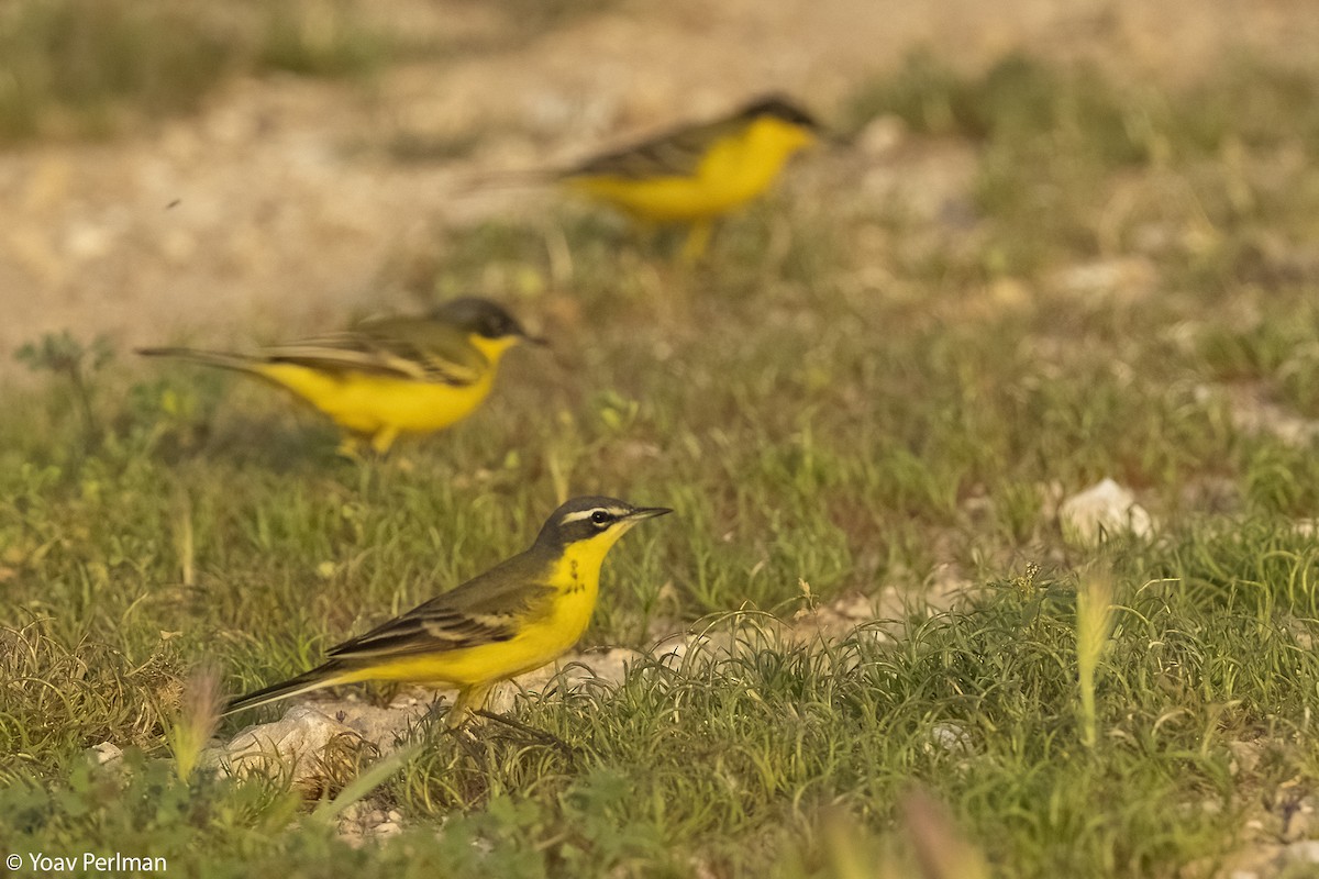 Western Yellow Wagtail (dombrowskii-type intergrade) - ML617100443