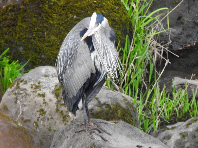 Great Blue Heron (Great Blue) - ML617100444