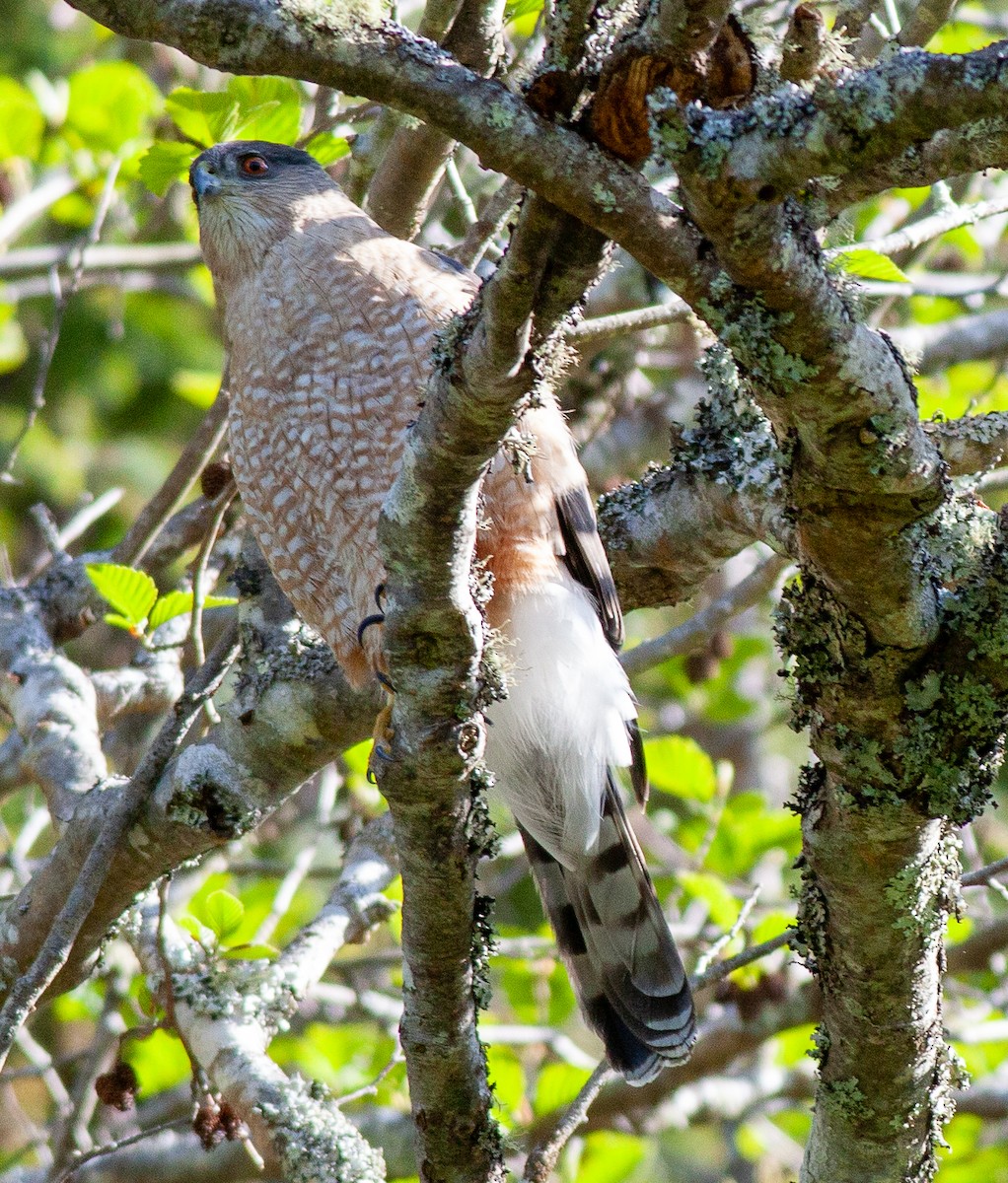 Cooper's Hawk - Steve Gellman