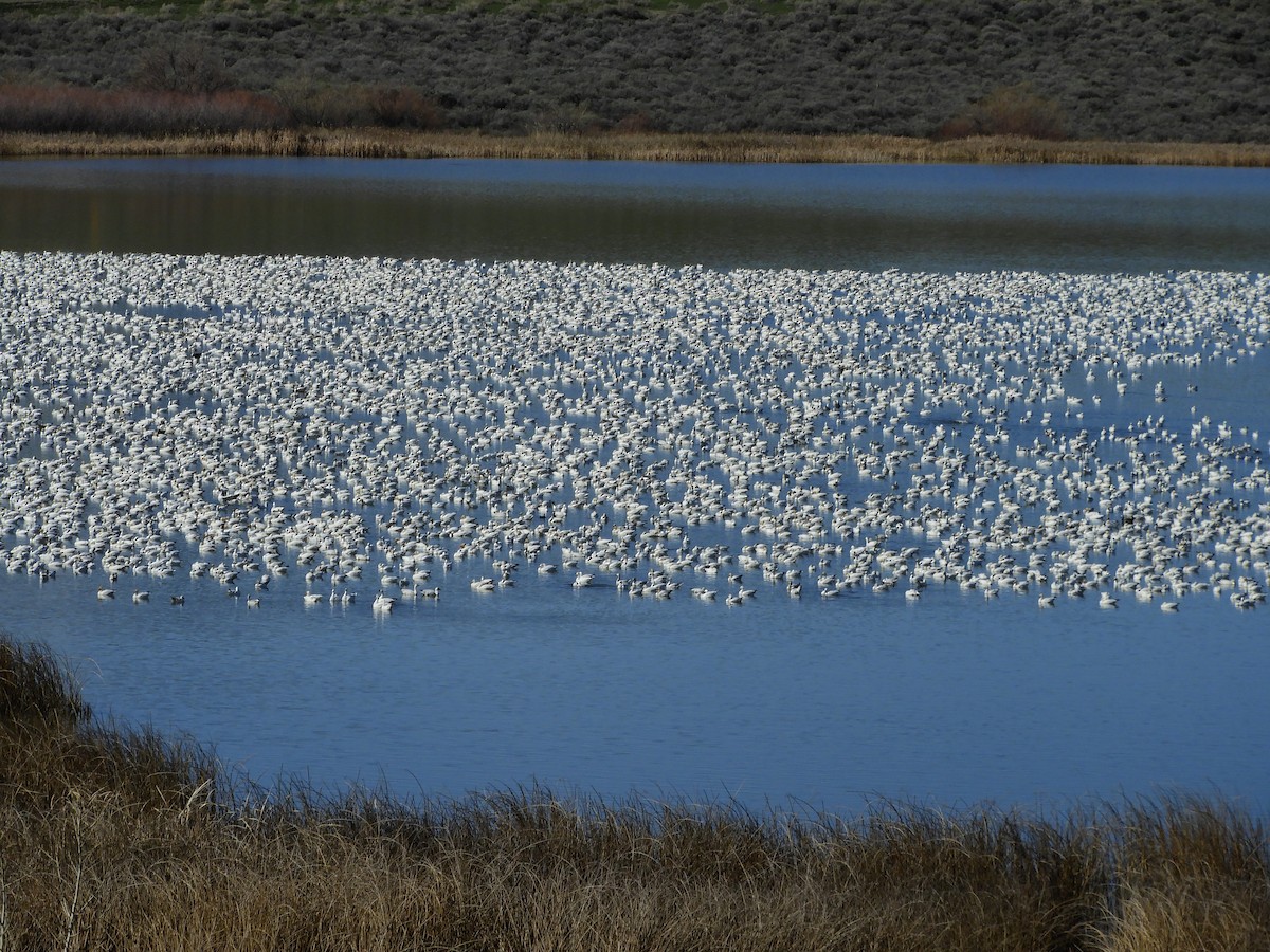 Snow Goose - ML617100474