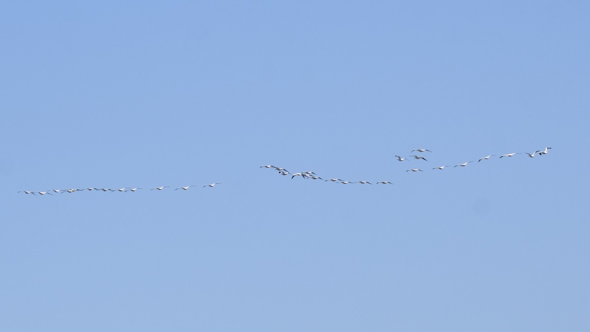 American White Pelican - ML617100484