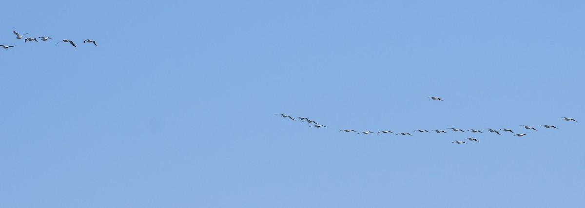 American White Pelican - ML617100485