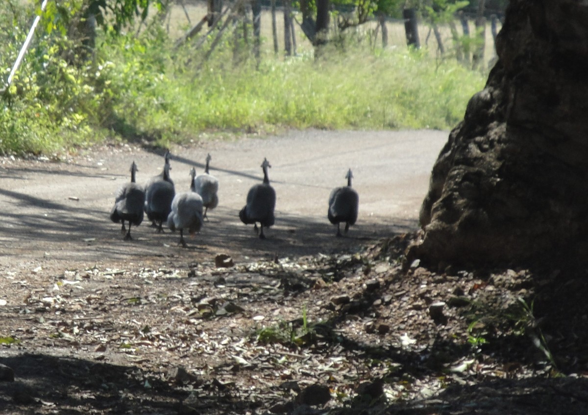 Helmeted Guineafowl (Domestic type) - ML617100491