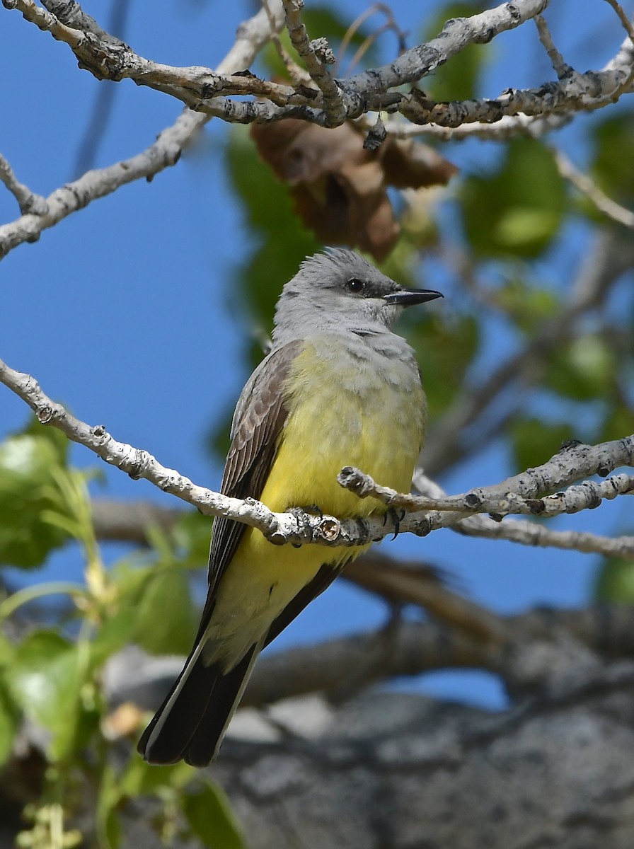 Western Kingbird - ML617100496