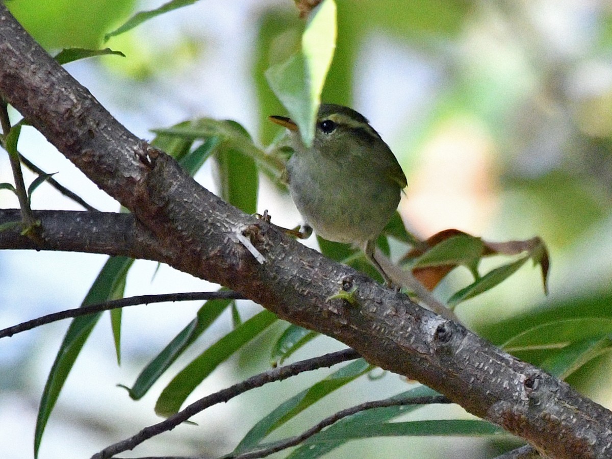 Hume's Warbler - Brian Carruthers