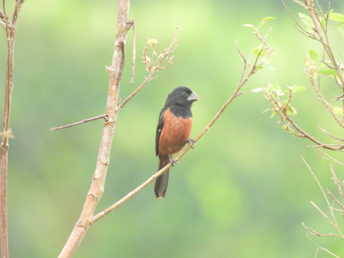 Chestnut-bellied Seed-Finch - Charles Trent