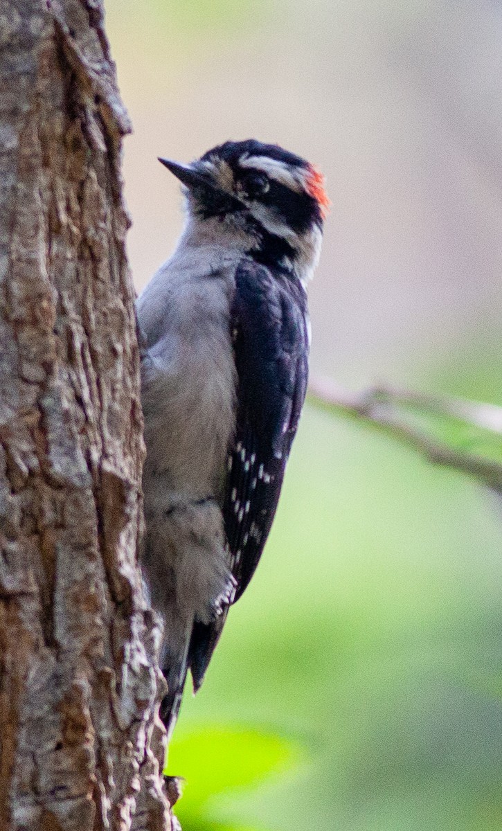 Downy Woodpecker - Steve Gellman