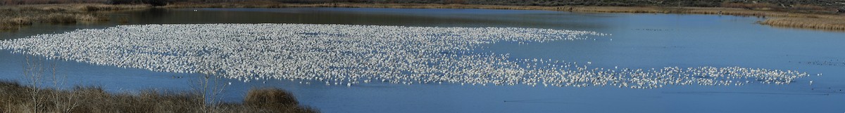 Snow Goose - Alan Burger