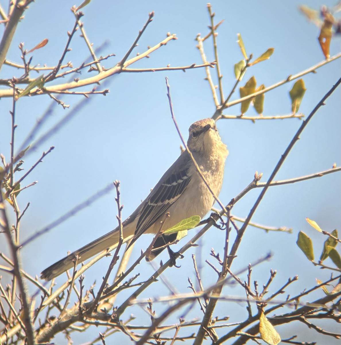 Northern Mockingbird - ML617100540