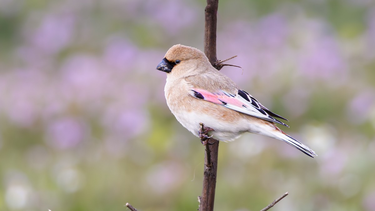 Desert Finch - ML617100575