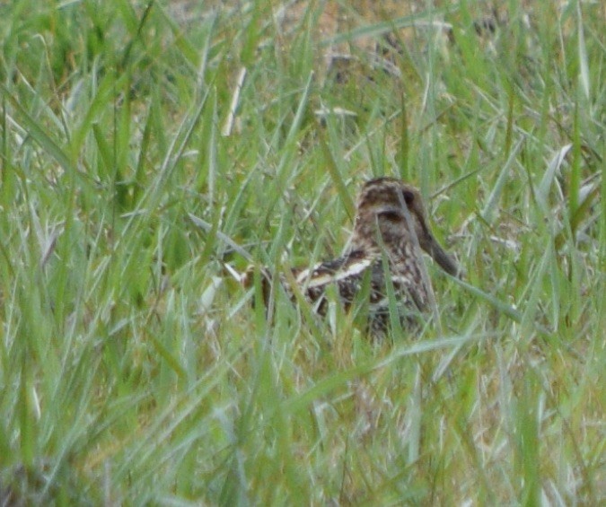 Wilson's Snipe - Brian Lupa