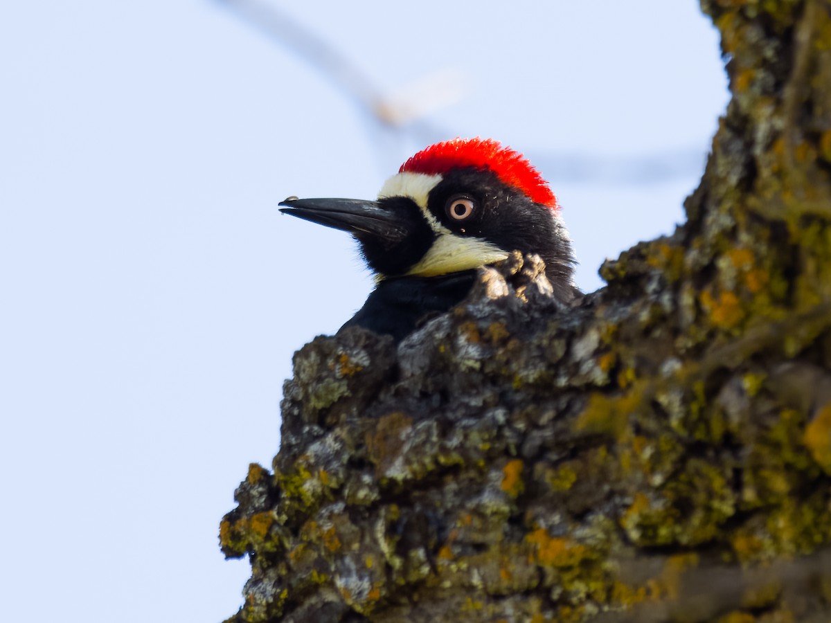 Acorn Woodpecker - Deanne Tucker