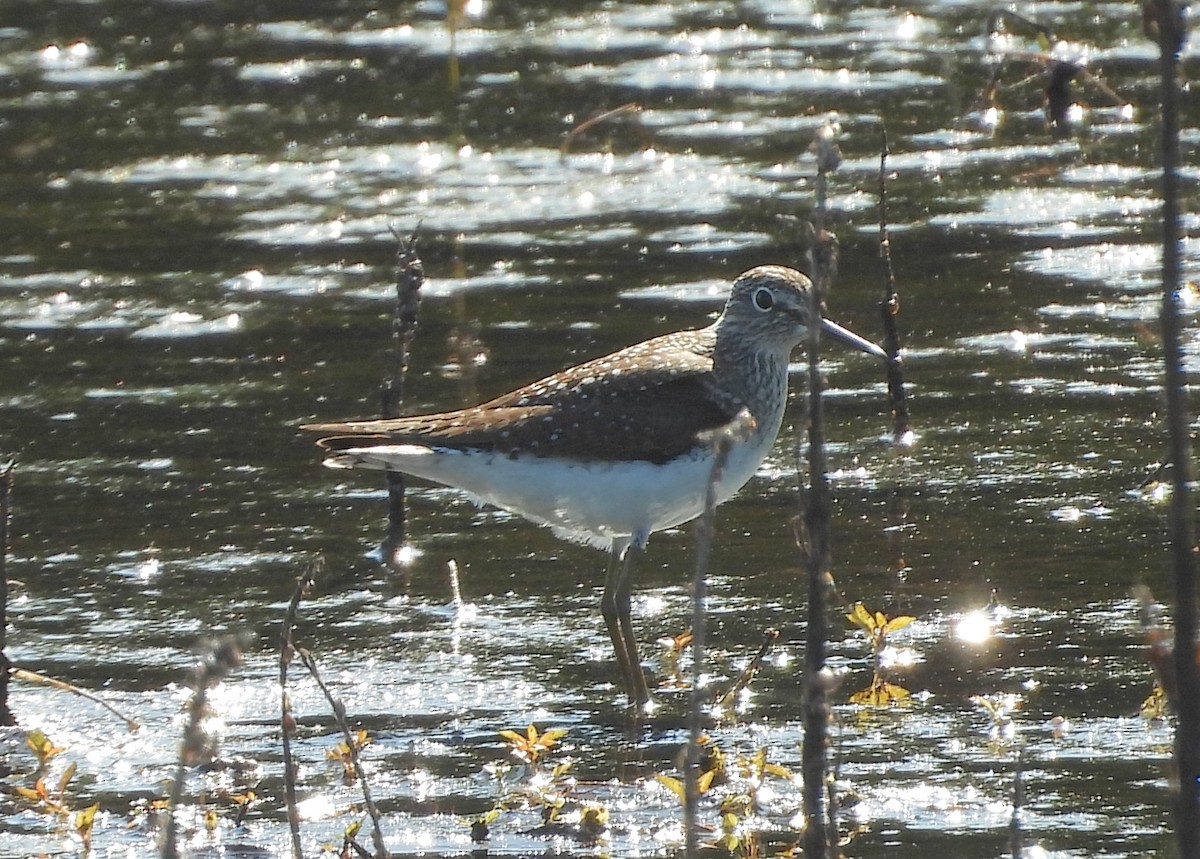 Solitary Sandpiper - Christine Rowland