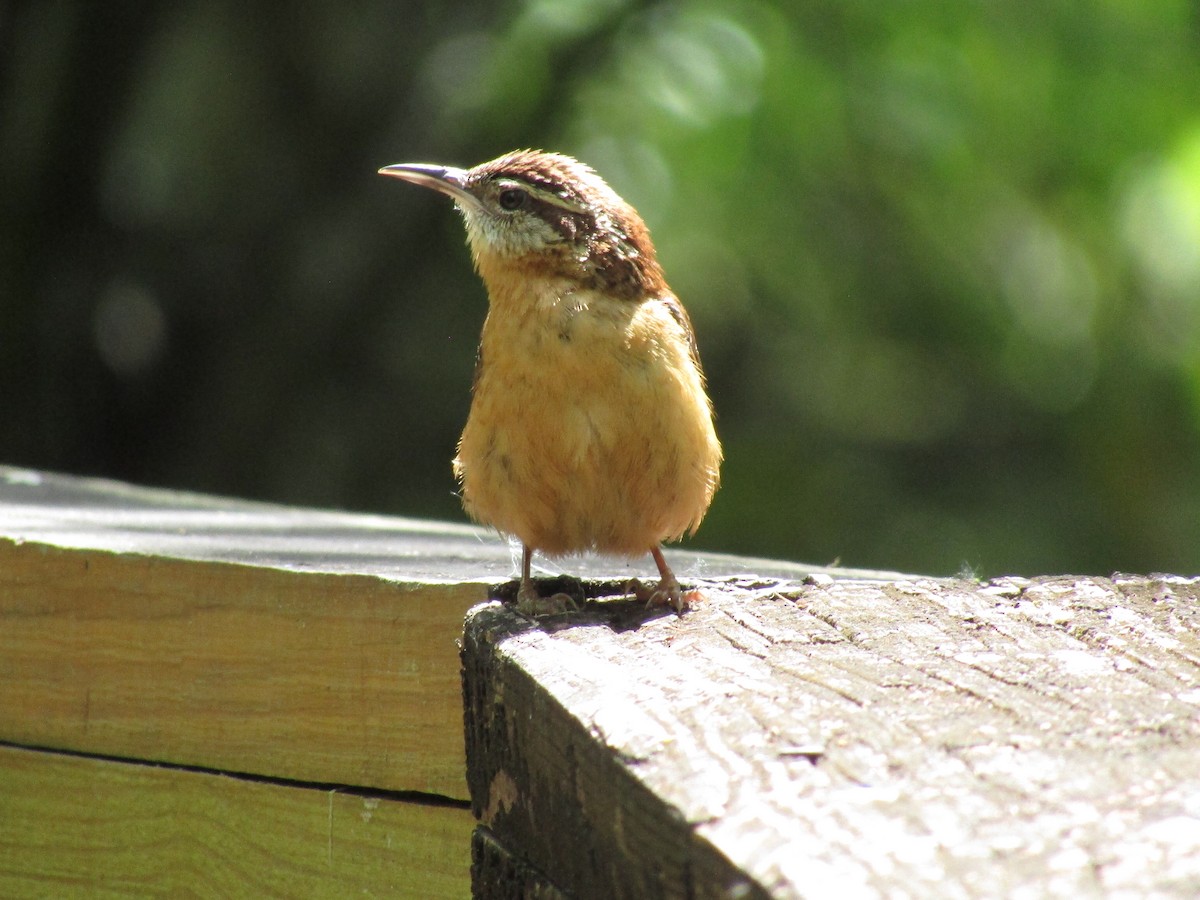 Carolina Wren - ML617100645