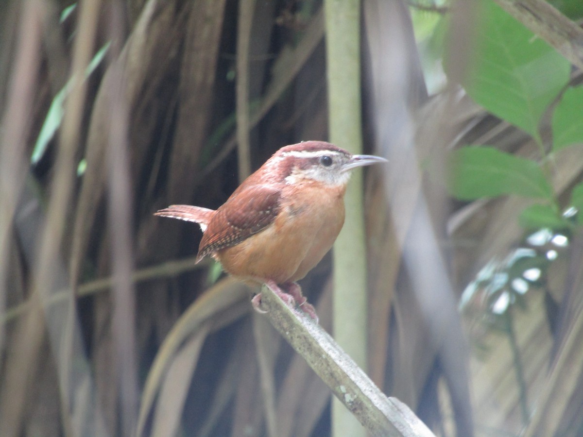 Carolina Wren - ML617100646