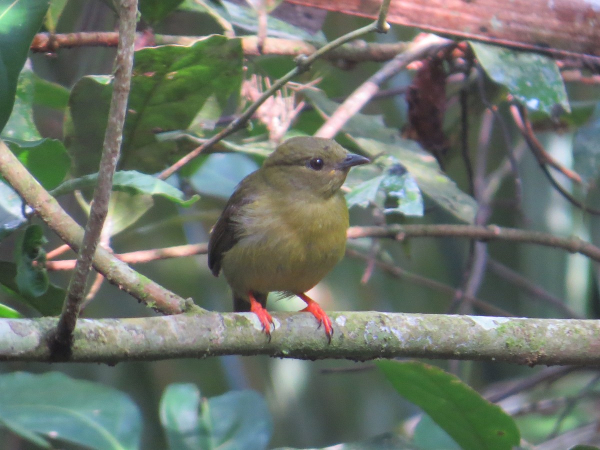 Golden-collared Manakin - ML617100696