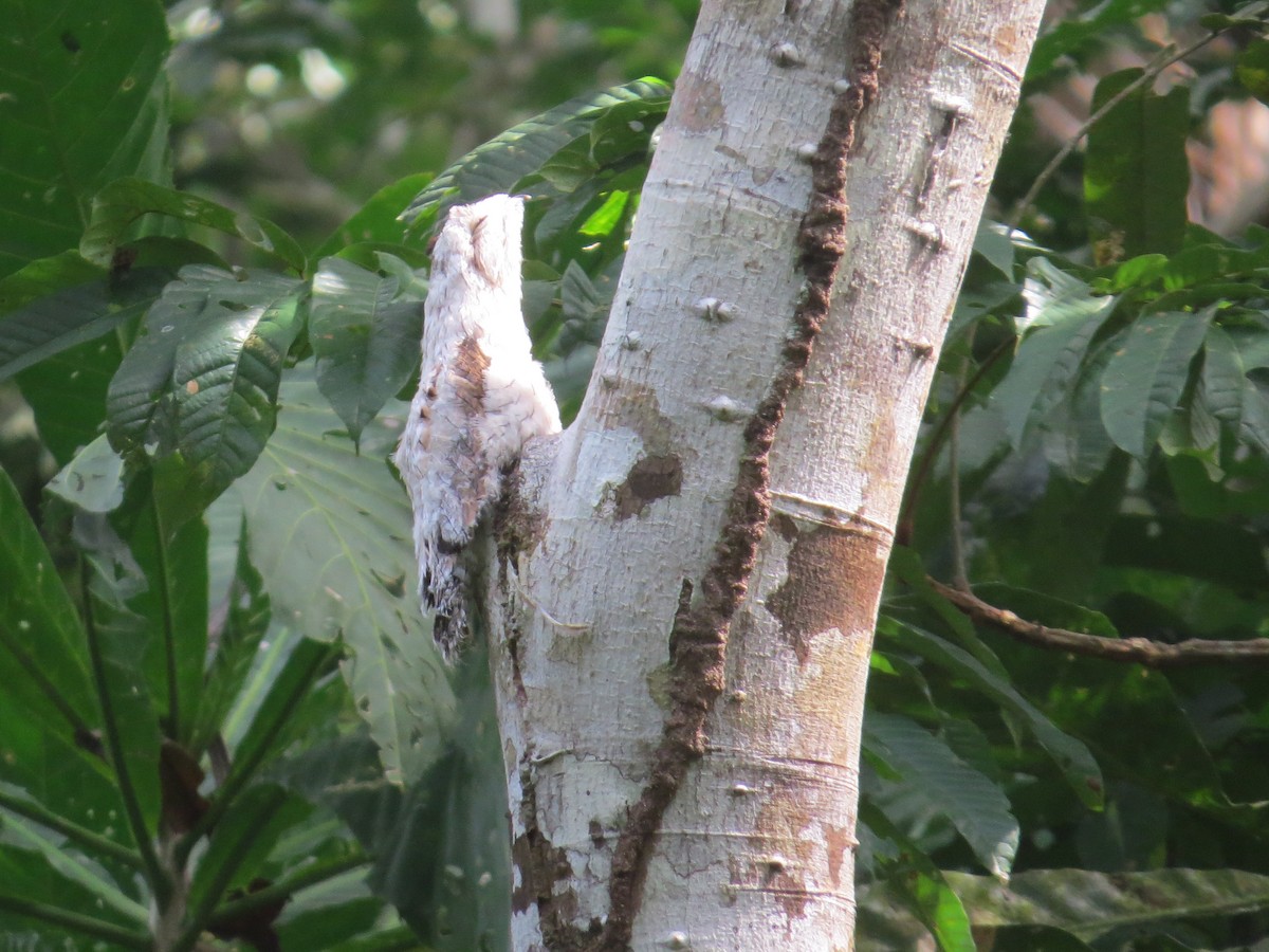 Common Potoo - ML617100711