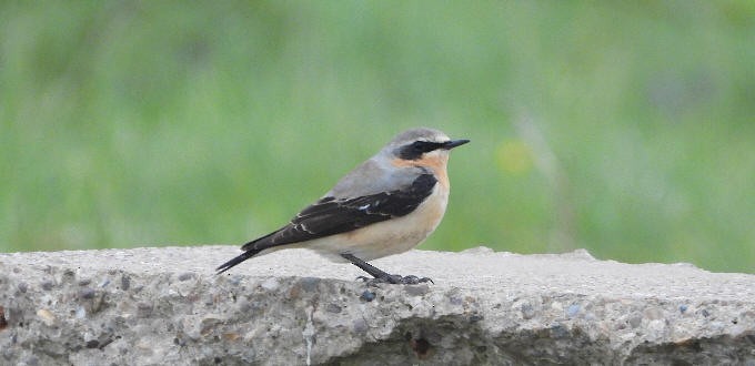 Northern Wheatear - ML617100721