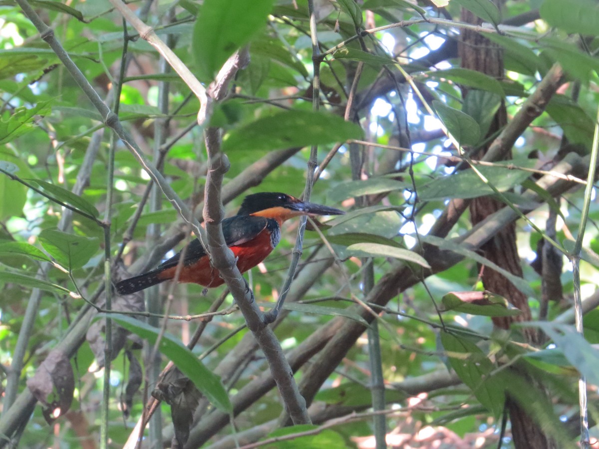 Green-and-rufous Kingfisher - ML617100726