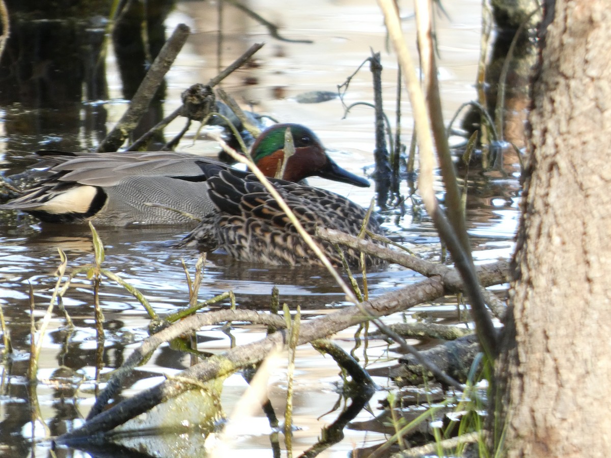 Green-winged Teal - ML617100743
