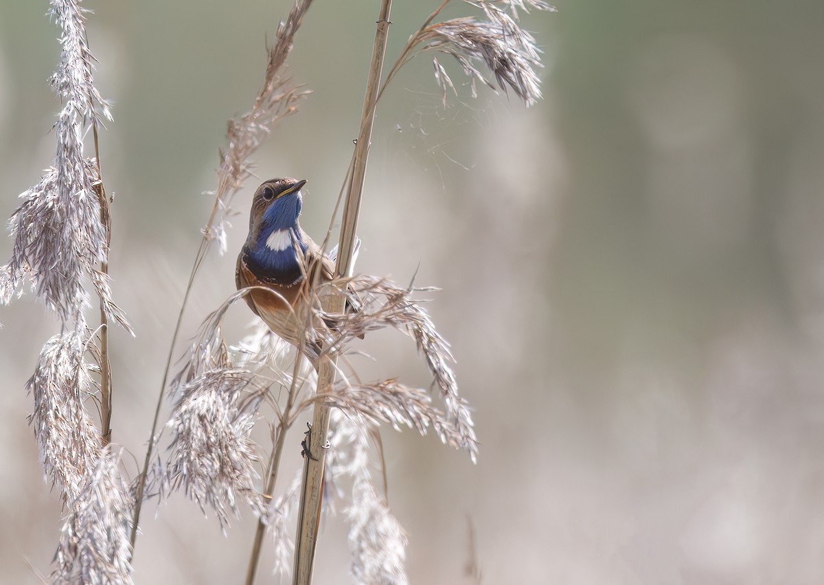 Bluethroat - Cyryl Boryczko