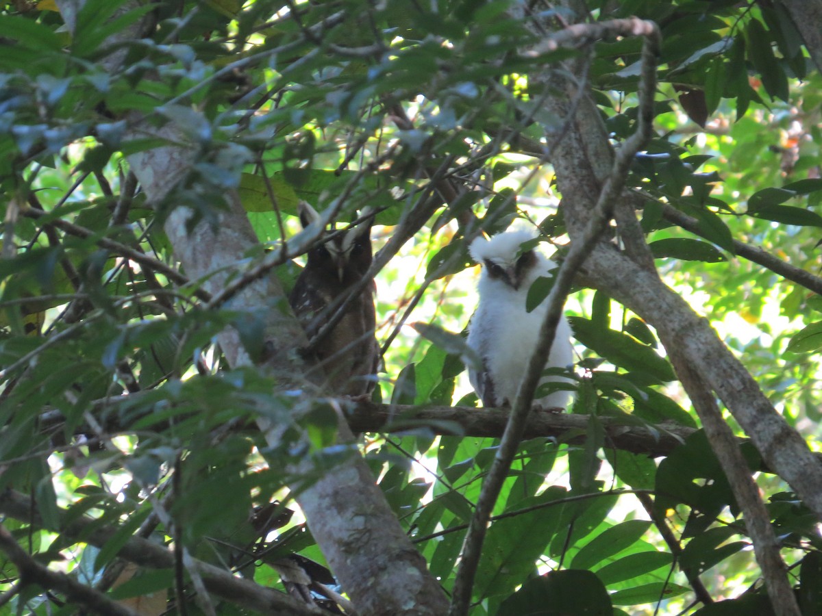 Crested Owl - ML617100768