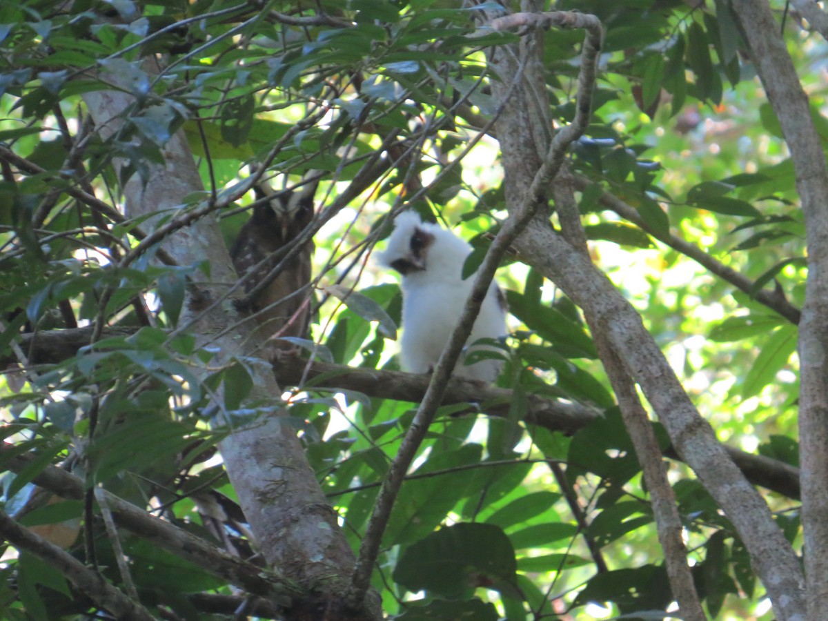 Crested Owl - ML617100770