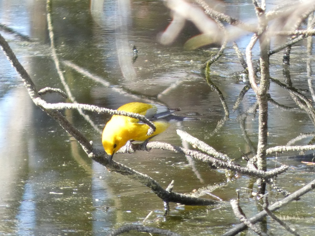 Prothonotary Warbler - ML617100783