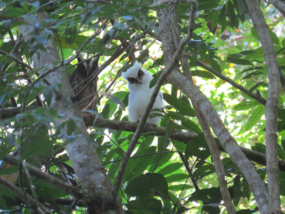 Crested Owl - ML617100784