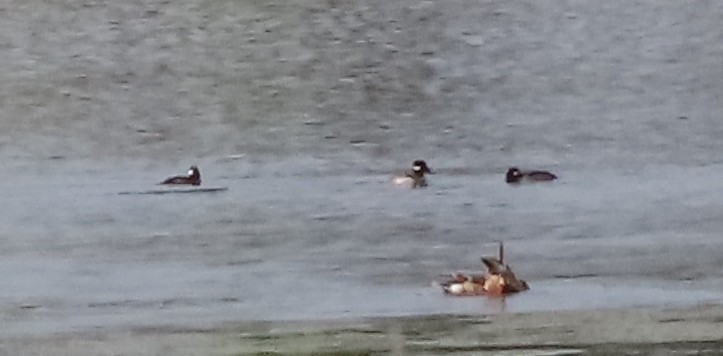 Bufflehead - Neil D