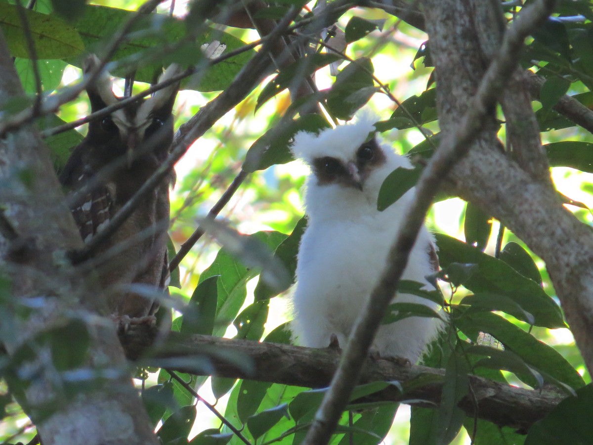 Crested Owl - ML617100793