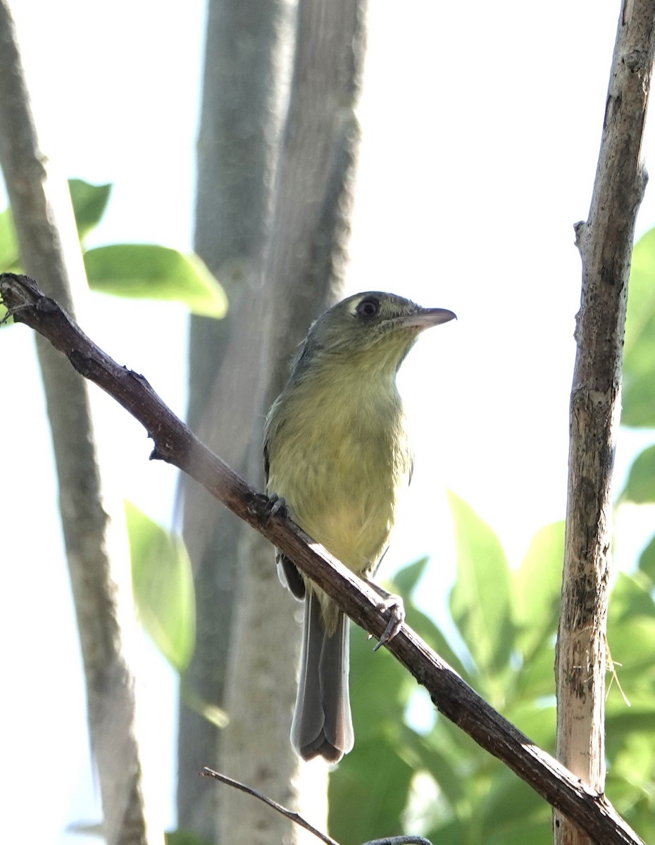 Cuban Vireo - ML617100805