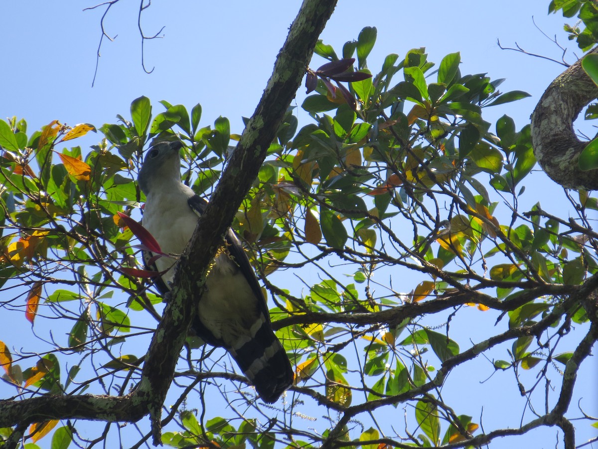 Gray-headed Kite - ML617100814