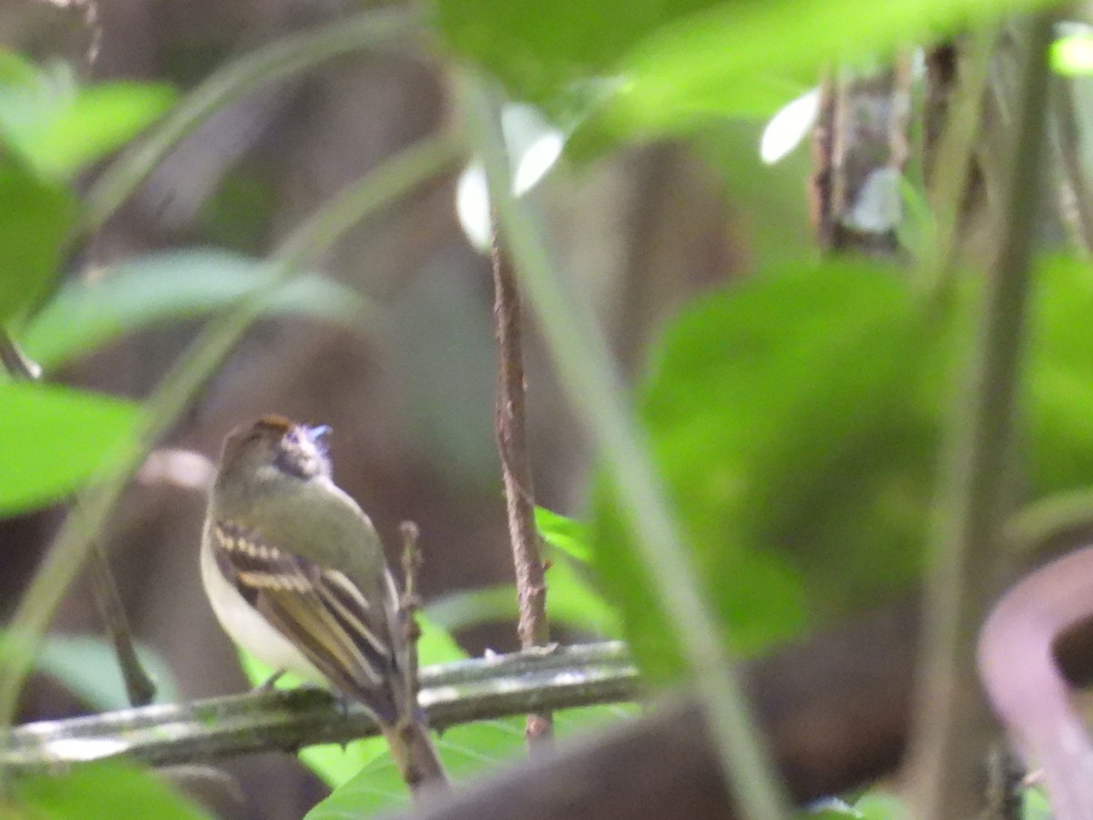 Sepia-capped Flycatcher - Charles Trent