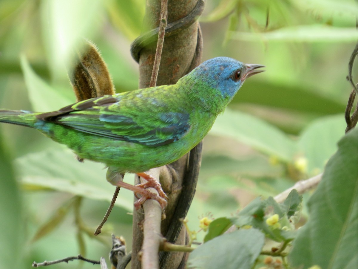 Blue Dacnis - ML617100859