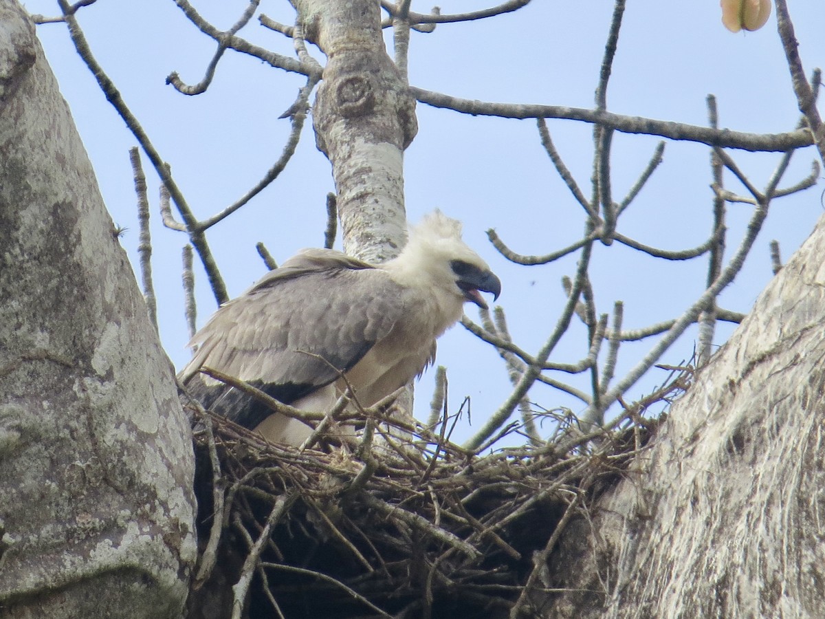 Harpy Eagle - Phoebe Honscheid